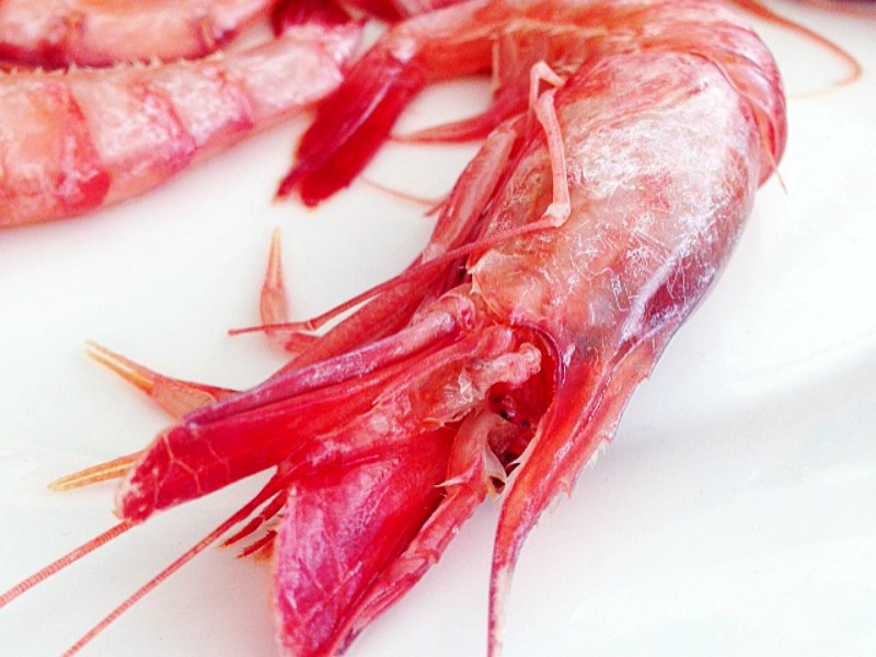 gamba ibiza